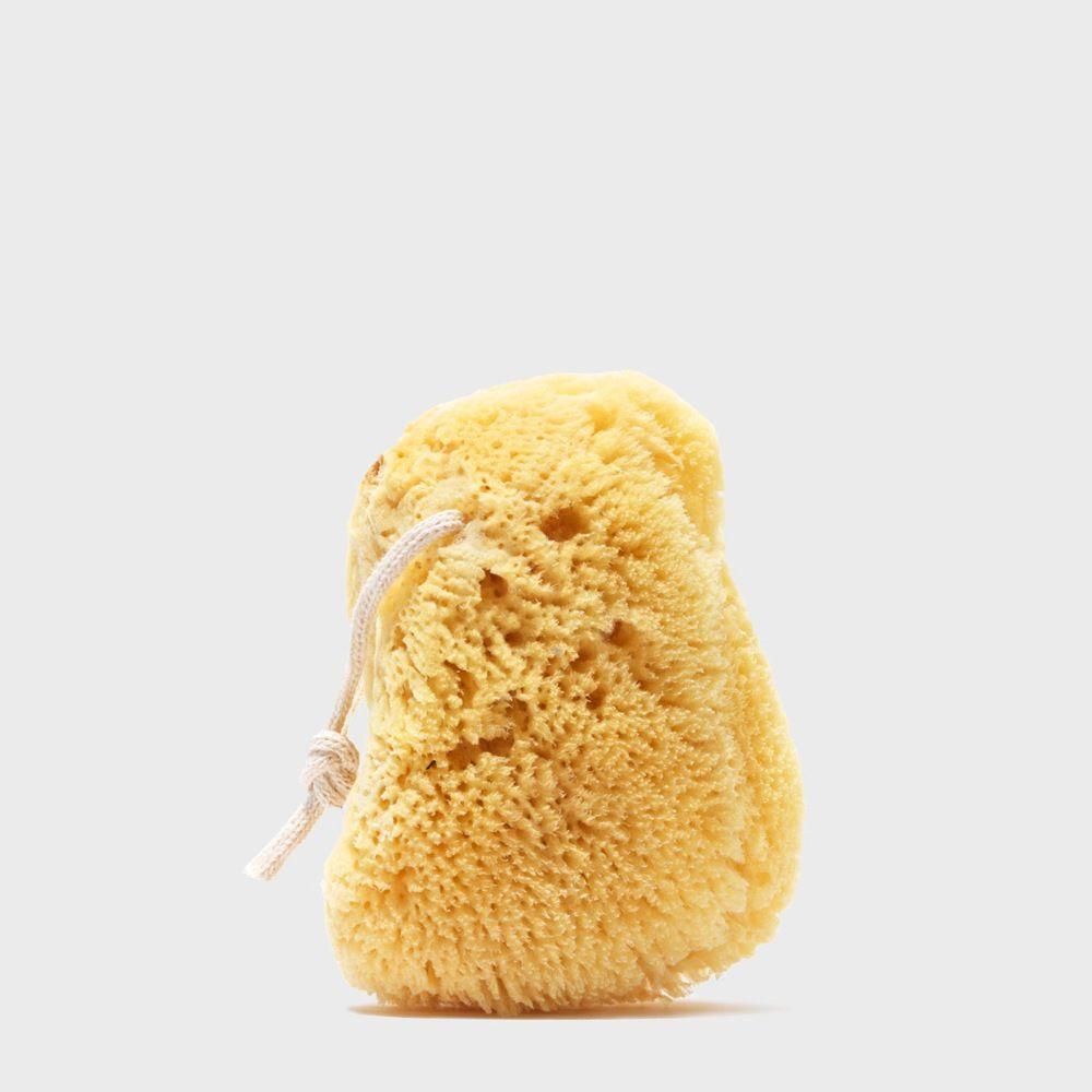 bath sea sponge